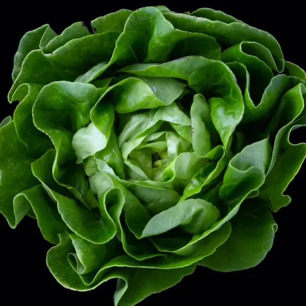 Iceberg Lettuce