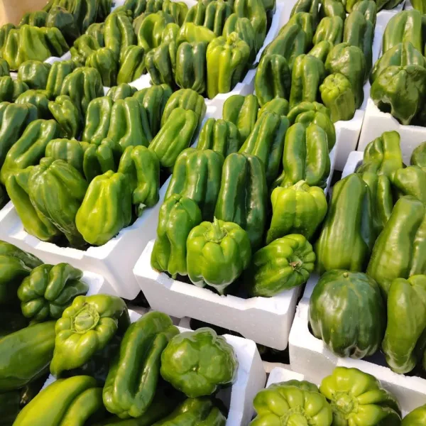 Capsicum