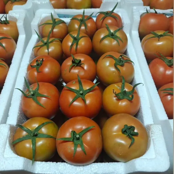 Tomato