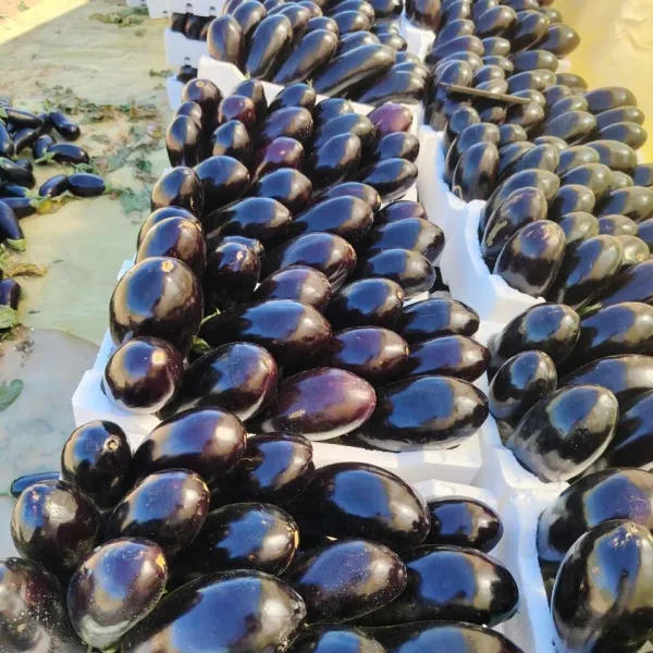 Eggplant