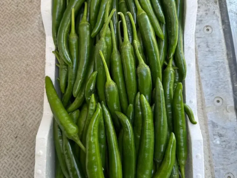 Chilli