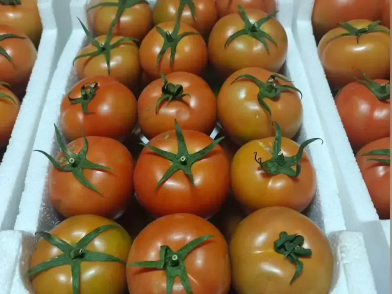 Tomato